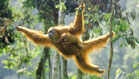 Oil palm estates threat to orangutan survival